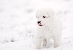 Белая собачка на снегу щеночек фоны