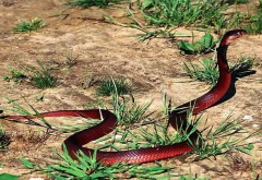 красные змеи фото
