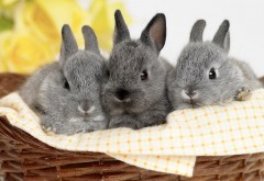 три кролика серые hd обои скачать