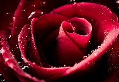 капли воды на красной розе