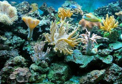 Море, Подводный океан, риф, рыба широкоформатные обои