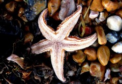 Морские звёзды, океан, море, морская жизнь, starfish