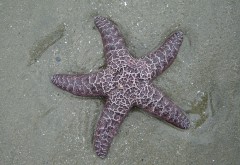 Морская звёзда, океан, море, hd, обои, картинки